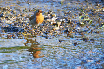 Rotkehlchen (Erithacus rubecula) an der Spree