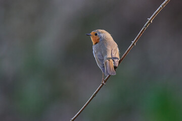 Rotkehlchen (Erithacus rubecula)	