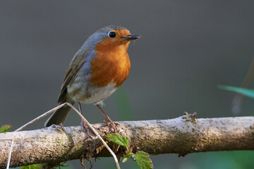 Rotkehlchen (Erithacus rubecula)	