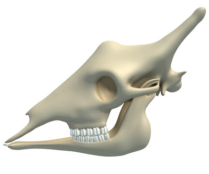 Giraffe Skull Animal Anatomy 3D Rendering On White Background