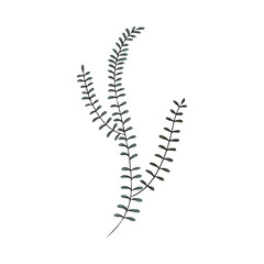 Seaweed hand drawn underwater flora, sketch vector illustration isolated on white background.