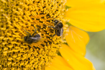 Nie tylko pszczoły zapylają rośliny. Nasze udane uprawy zawdzięczamy również dzikim owadom, takim jak np. trzmiele. - obrazy, fototapety, plakaty