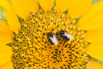 Fototapeta premium Nie tylko pszczoły zapylają rośliny. Nasze udane uprawy zawdzięczamy również dzikim owadom, takim jak np. trzmiele.