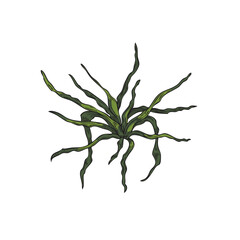 Hand drawn colorful seaweed sketch style, vector illustration