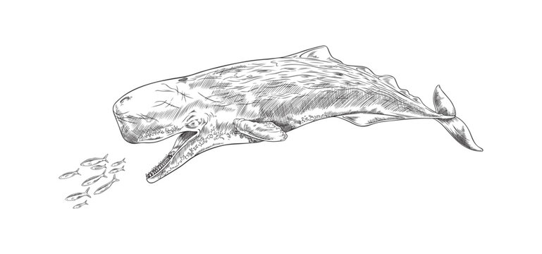 Hand drawn monochrome cachalot catching fish for eating sketch style