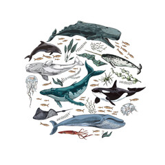Marine mammals and seaweed in shape of circle, colored sketch vector illustration isolated on white background. © sabelskaya
