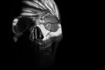 human skull in the shadow