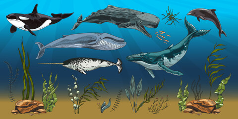 Undersea background with large marine mammals flat vector illustration. © sabelskaya