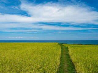 Rice paddies and seascapes in summer in Hualien, Taiwan.