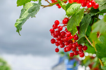 A bunch of red viburnum berries against a blue sky.