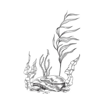 recommend clip art: Underwater seascape with algae and rocks, sketch vector illustration isolated.