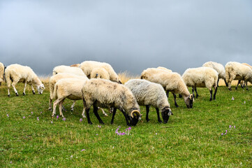 Sheep graze the pastures in mountain. Herd of sheep and lambs grazing grass on cloudy day. Group of domestic sheep on meadow eating green grass.   - Powered by Adobe