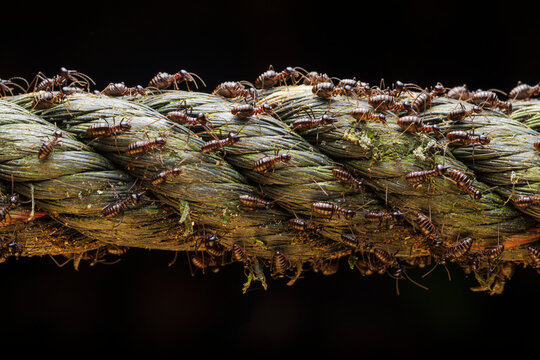 Group of termites walking through a rope