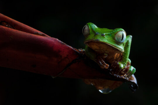 Green beautiful small frog