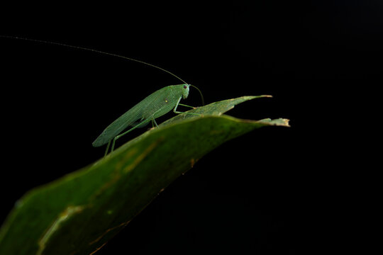 Unknown specie of green grasshoper