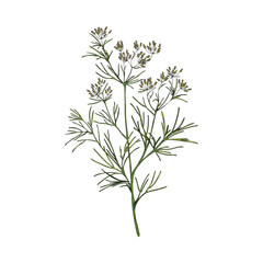 Fototapeta na wymiar Cumin flowering plant with branch, leaves and flowers - sketch vector illustration isolated on white background.