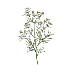 Cumin flowering plant with branch, leaves and flowers - sketch vector illustration isolated on white background.