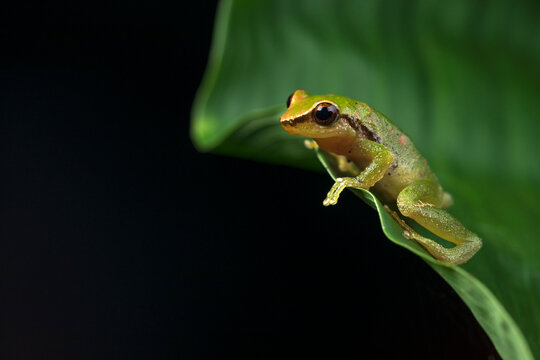 Frog from Ecuador