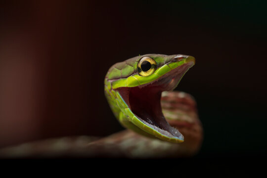 Cope snake with open mouth
