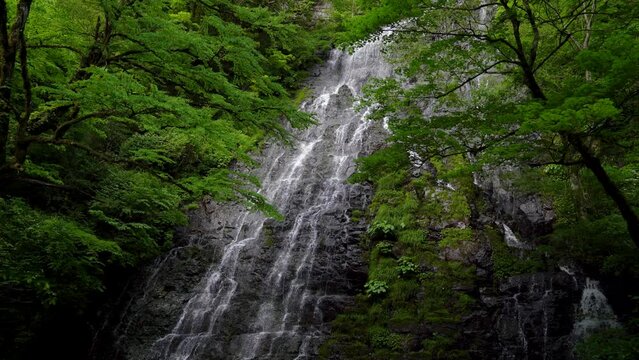 福井県池田町 龍双ヶ滝