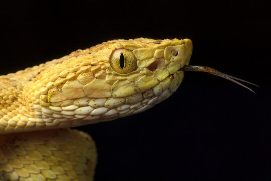 Osbornei&acute;s Lancehead Snake