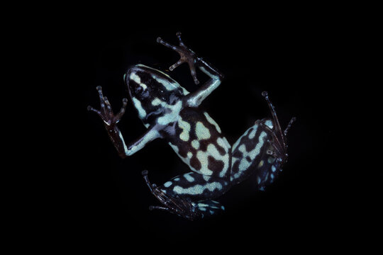 Glass Frog