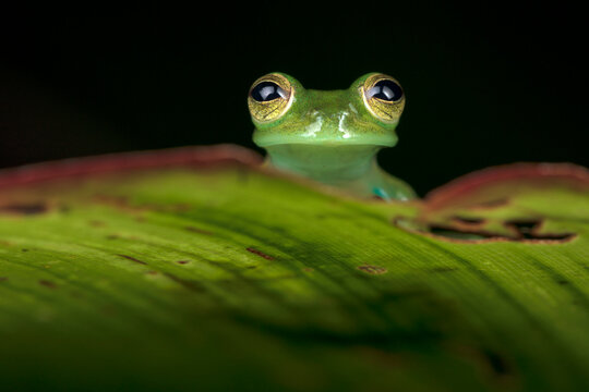 Glass Frog