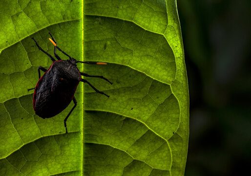 Black bug in Ecuador