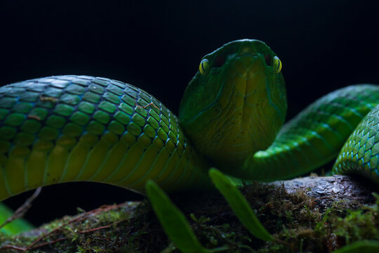 Venomous Viper Snake