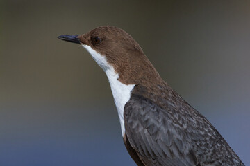 Wasseramsel (Cinclus cinclus) an der Spree bei der Futtersuche	
