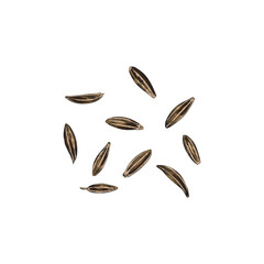 Hand drawn colorful cumin seeds sketch style, vector illustration
