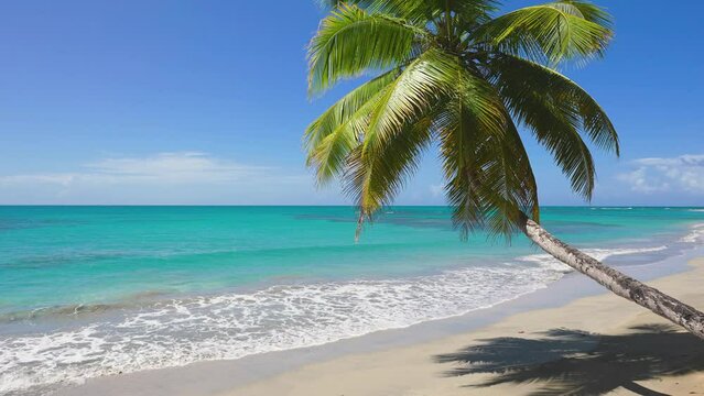 Landscape of the sea and palm beach. Bright green tropical palm tree on a wild beach against a blue sky. Big white waves lie on white sand. Camera without movement.