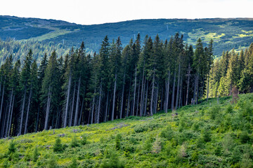 Mountain forest environment of the Low Tatras in Slovakia