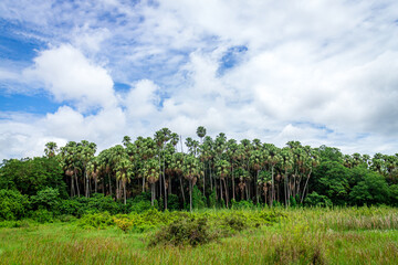 Obraz premium Cloudy sky and many palm forests.