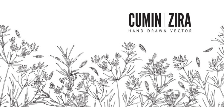 Cumin hand drawn seamless border, monochrome sketch vector illustration on white background.