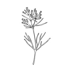 Sprig of cumin or caraway with flowers engraved vector illustration isolated.