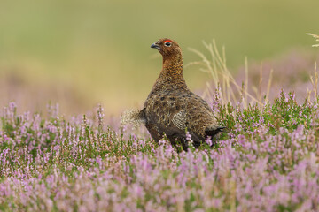 Red Grouse (Scientific name: Lagopus Lagopus Scotica) Close up of a male Red Grouse with red eyebrow, facing left in blooming purple heather.  Clean, green background.  Horizontal. Space for copy.