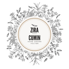 Cumin or zira spicy food seasoning ingredient label sketch vector illustration.