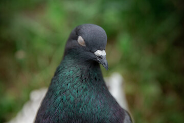 gray domestic pigeon sitting on the grass, portrait of a dove