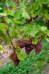 Raisin mûr sur la vigne
