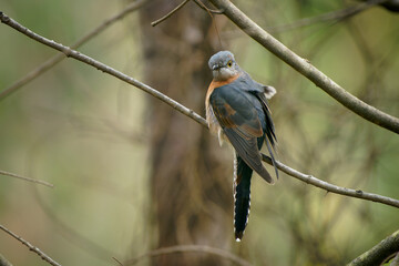 Fan-tailed cuckoo (Cacomantis flabelliformis) a small cuckoo common inaustralia. Bird perched on a branch with orange belly in the forest