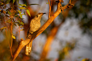 Little wattlebird (Anthochaera chrysoptera) a brown nectar and insect eating bird perched on a branch in the late evening orange sun