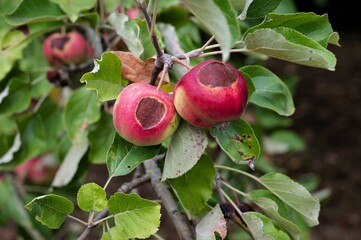 Obstbrand  an Äpfeln - Durch starke Hitze und Sonneneinstrahlung  wird Obst fleckig und unbrauchbar