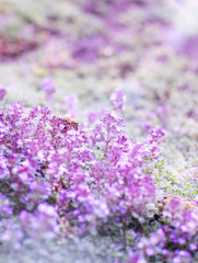 A bee collects nectar from purple flowers in a meadow.