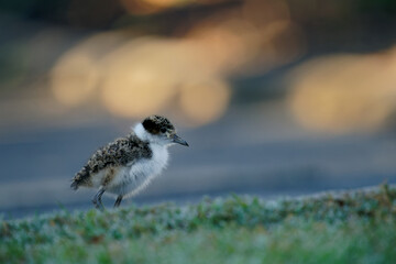 The masked lapwing (Vanellus miles) chick with beautiful background. Tiny cute baby bird on the ground, green grass colorful background. This species in common across Australia