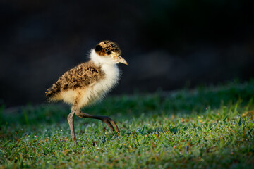 The masked lapwing (Vanellus miles) chick with beautiful background. Tiny cute baby bird on the ground, green grass colorful background. This species in common across Australia