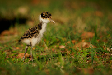 The masked lapwing (Vanellus miles) chick with beautiful background. Tiny cute baby bird on the ground, green grass colorful background. This species in common across Australia © phototrip.cz