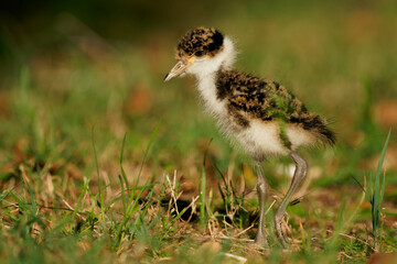 The masked lapwing (Vanellus miles) chick with beautiful background. Tiny cute baby bird on the ground, green grass colorful background. This species in common across Australia © phototrip.cz