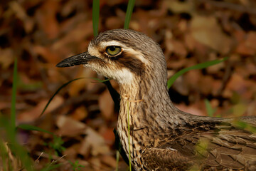 Bush stone-curlew (Burhinus grallarius) an inconspicuous interesting big brown wader bird living in Australian bush. Australia, Brisbane, Queensland, brown bird closeup