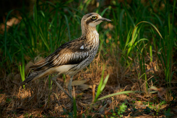 Bush stone-curlew (Burhinus grallarius) an inconspicuous interesting big brown wader bird living in Australian bush. Australia, Brisbane, Queensland, brown bird closeup